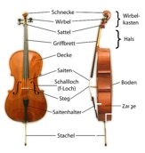 Das Violoncello und seine Teile